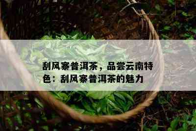 刮风寨普洱茶，品尝云南特色：刮风寨普洱茶的魅力