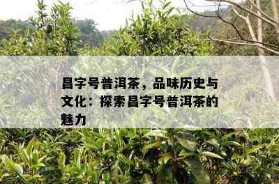 昌字号普洱茶，品味历史与文化：探索昌字号普洱茶的魅力