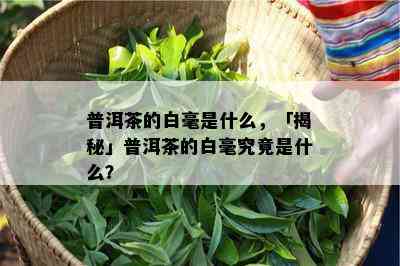 普洱茶的白毫是什么，「揭秘」普洱茶的白毫究竟是什么？