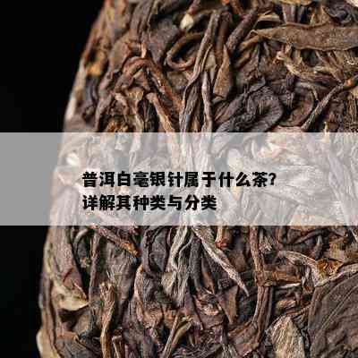 普洱白毫银针属于什么茶？详解其种类与分类