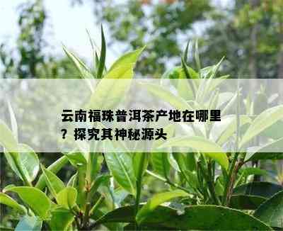 云南福珠普洱茶产地在哪里？探究其神秘源头