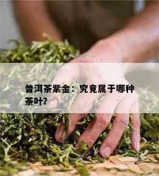 普洱茶紫金：究竟属于哪种茶叶？