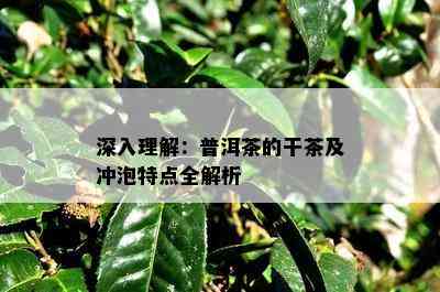 深入理解：普洱茶的干茶及冲泡特点全解析