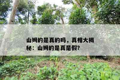 山姆的是真的吗，真相大揭秘：山姆的是真是假？