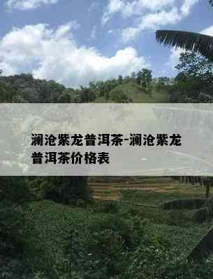 澜沧紫龙普洱茶-澜沧紫龙普洱茶价格表