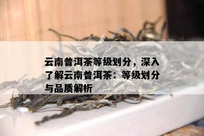 云南普洱茶等级划分，深入熟悉云南普洱茶：等级划分与品质解析