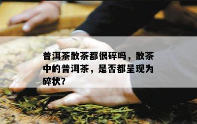 普洱茶散茶都很碎吗，散茶中的普洱茶，是不是都呈现为碎状？