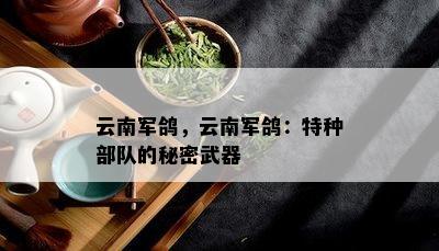 云南军鸽，云南军鸽：特种部队的秘密武器