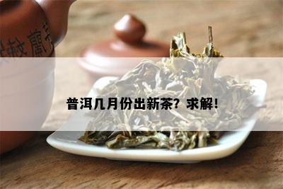 普洱几月份出新茶？求解！