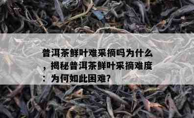 普洱茶鲜叶难采摘吗为什么，揭秘普洱茶鲜叶采摘难度：为何如此困难？