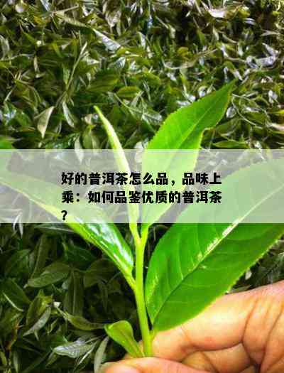 好的普洱茶怎么品，品味上乘：怎样品鉴优质的普洱茶？