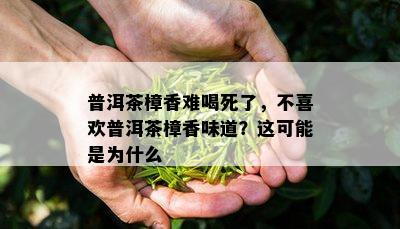 普洱茶樟香难喝死了，不喜欢普洱茶樟香味道？这可能是为什么