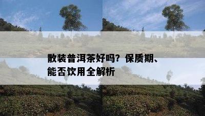 散装普洱茶好吗？保质期、能否饮用全解析