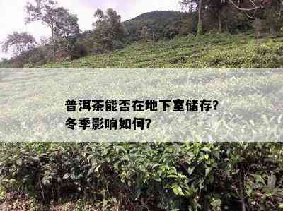 普洱茶能否在地下室储存？冬季影响如何？