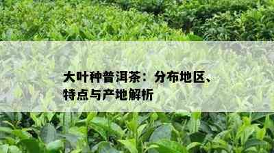 大叶种普洱茶：分布地区、特点与产地解析