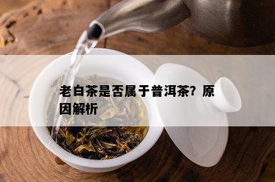 老白茶是否属于普洱茶？原因解析