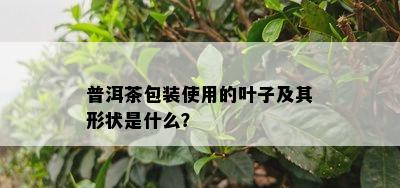 普洱茶包装采用的叶子及其形状是什么？