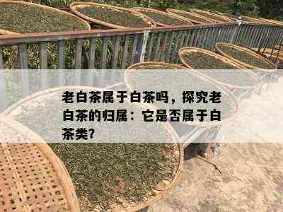 老白茶属于白茶吗，探究老白茶的归属：它是否属于白茶类？