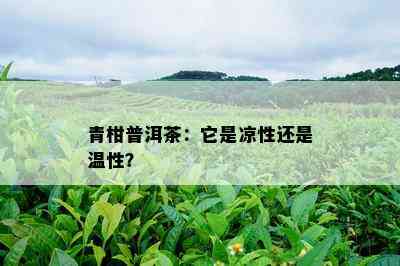 青柑普洱茶：它是凉性还是温性？