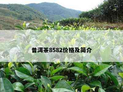 普洱茶8582价格及简介