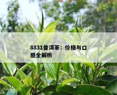 8831普洱茶：价格与口感全解析