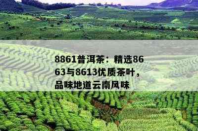 8861普洱茶：精选8663与8613优质茶叶，品味地道云南风味