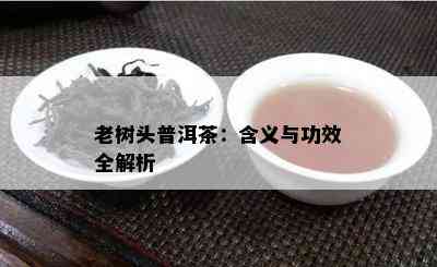 老树头普洱茶：含义与功效全解析