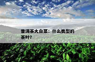 普洱茶大白菜：什么类型的茶叶？