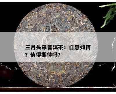 三月头采普洱茶：口感怎样？值得期待吗？