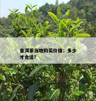 普洱茶当地购买价格：多少才合适？