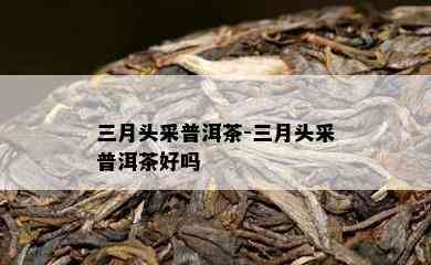 三月头采普洱茶-三月头采普洱茶好吗