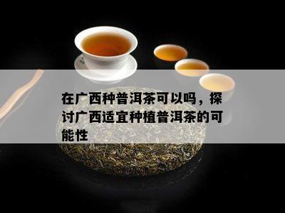 在广西种普洱茶可以吗，探讨广西适宜种植普洱茶的可能性