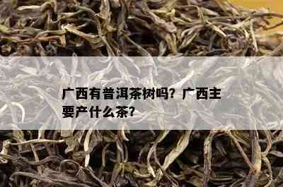 广西有普洱茶树吗？广西主要产什么茶？