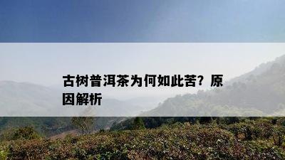 古树普洱茶为何如此苦？起因解析