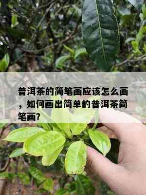 普洱茶的简笔画应怎么画，怎样画出简单的普洱茶简笔画？