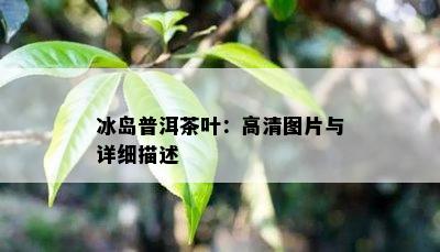 冰岛普洱茶叶：高清图片与详细描述