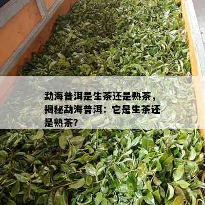 勐海普洱是生茶还是熟茶，揭秘勐海普洱：它是生茶还是熟茶？