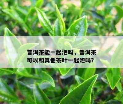 普洱茶能一起泡吗，普洱茶可以和其他茶叶一起泡吗？