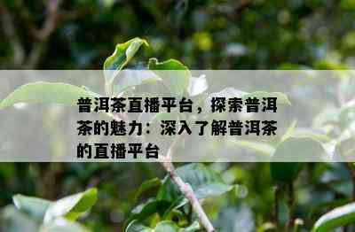 普洱茶直播平台，探索普洱茶的魅力：深入熟悉普洱茶的直播平台