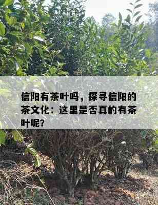 信阳有茶叶吗，探寻信阳的茶文化：这里是否真的有茶叶呢？