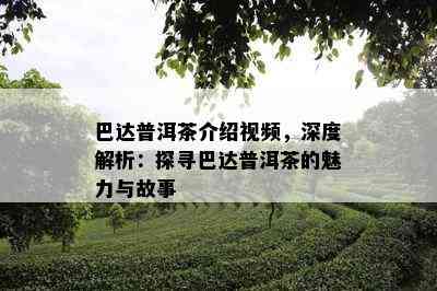 巴达普洱茶介绍视频，深度解析：探寻巴达普洱茶的魅力与故事