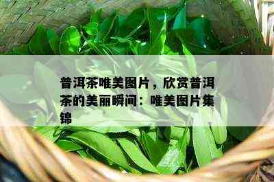 普洱茶唯美图片，欣赏普洱茶的美丽瞬间：唯美图片集锦