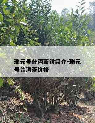 瑞元号普洱茶饼简介-瑞元号普洱茶价格