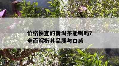 价格便宜的普洱茶能喝吗？全面解析其品质与口感