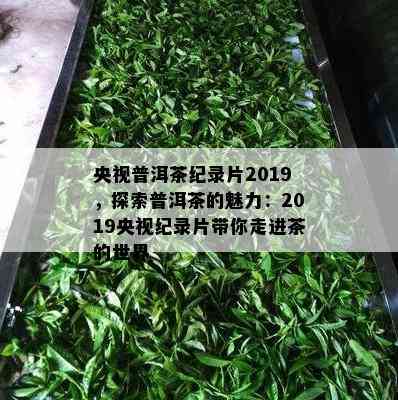 央视普洱茶纪录片2019，探索普洱茶的魅力：2019央视纪录片带你走进茶的世界