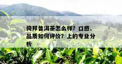 倚邦普洱茶怎么样？口感、品质如何评价？上的专业分析