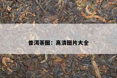 普洱茶图：高清图片大全