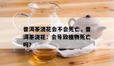 普洱茶浇花会不会死亡，普洱茶浇花：会导致植物死亡吗？