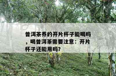 普洱茶养的开片杯子能喝吗，喝普洱茶需要注意：开片杯子还能用吗？