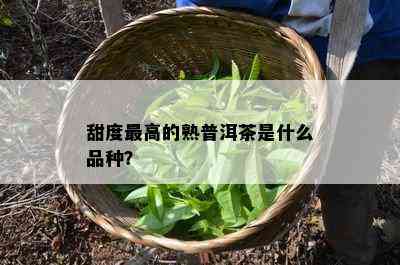 甜度更高的熟普洱茶是什么品种？